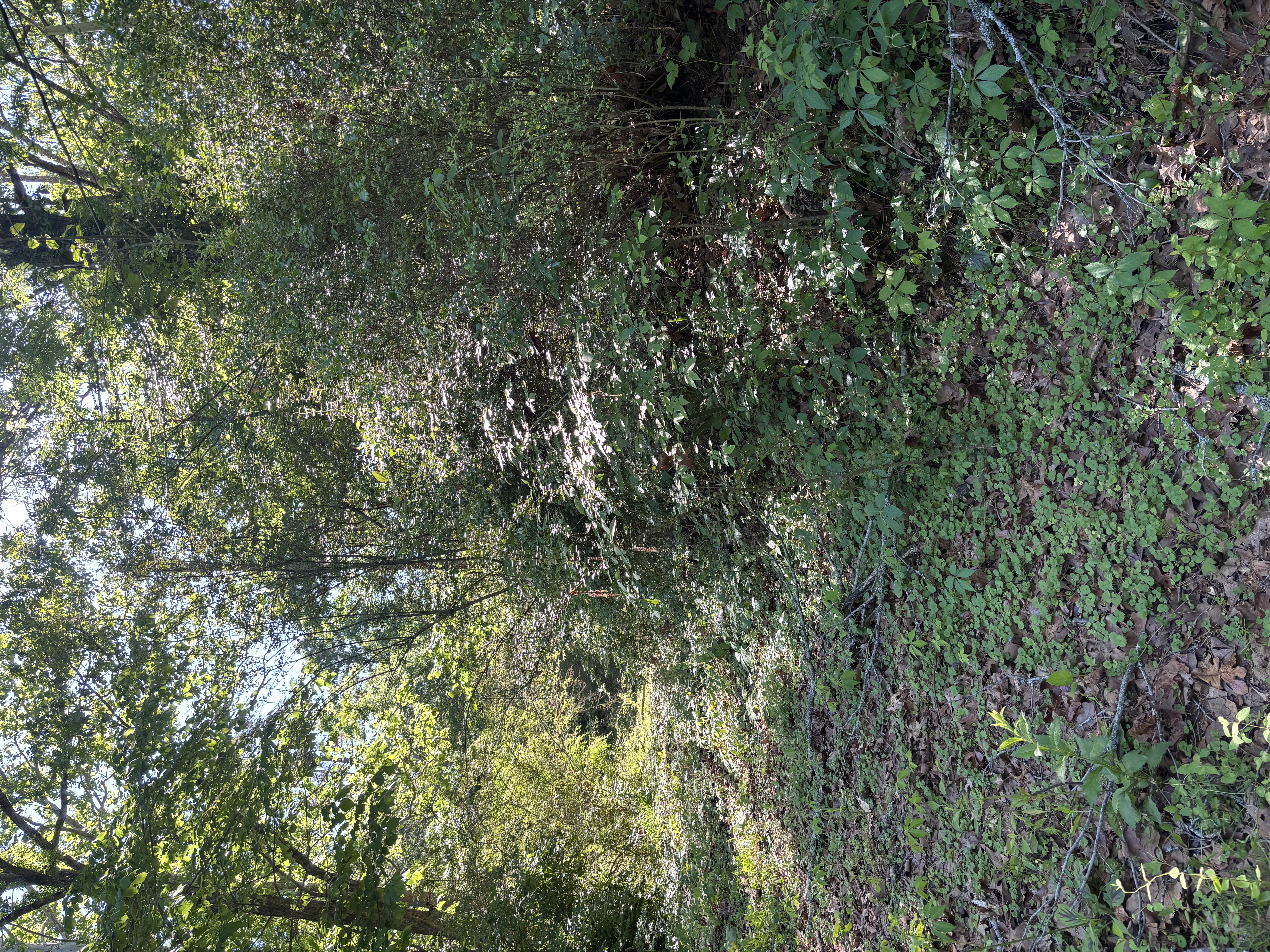 Dense woodland before forestry mulching DeSoto County Mississippi