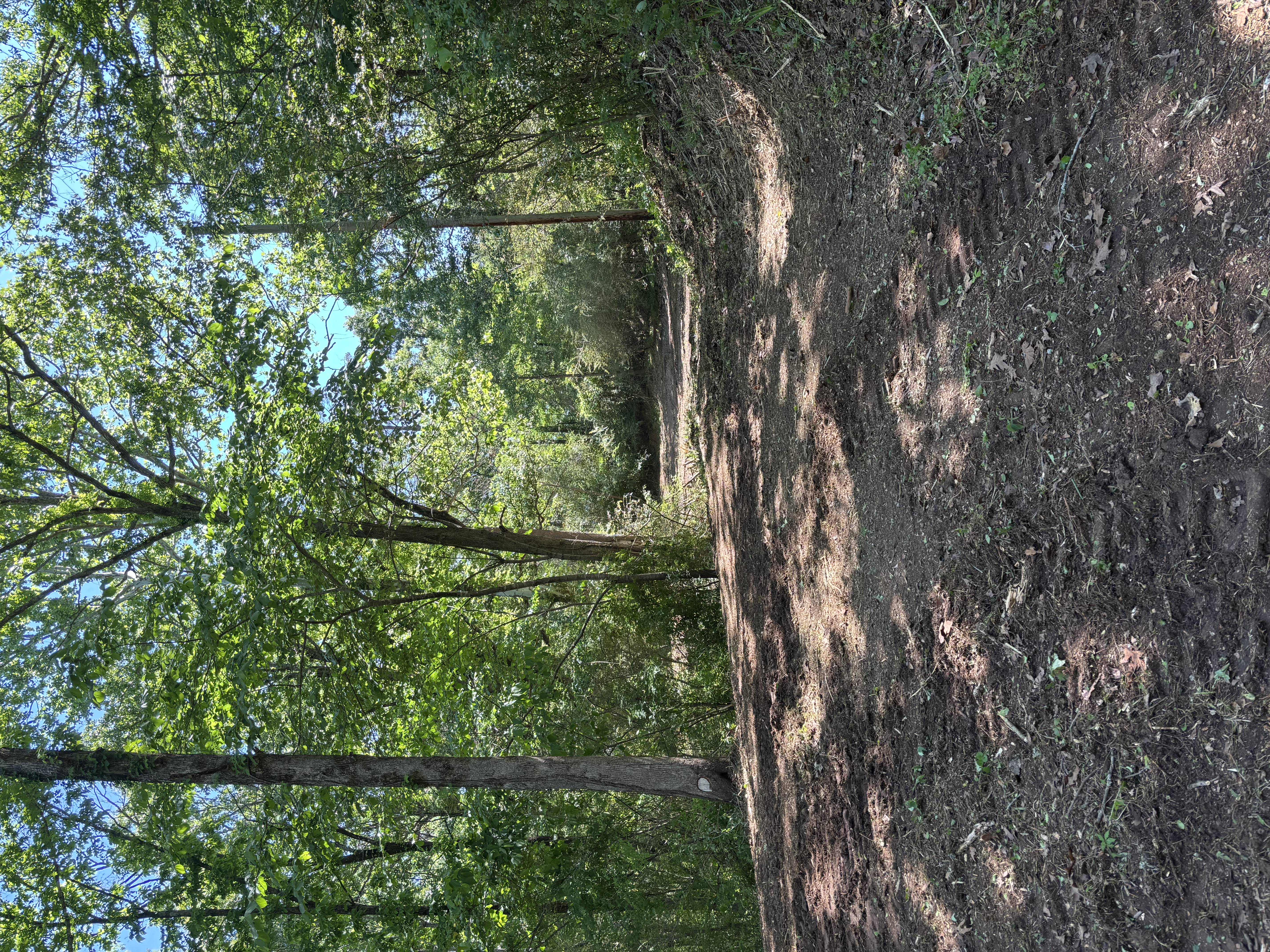 Overgrown property before forestry mulching North Mississippi — Hopper Land Solutions