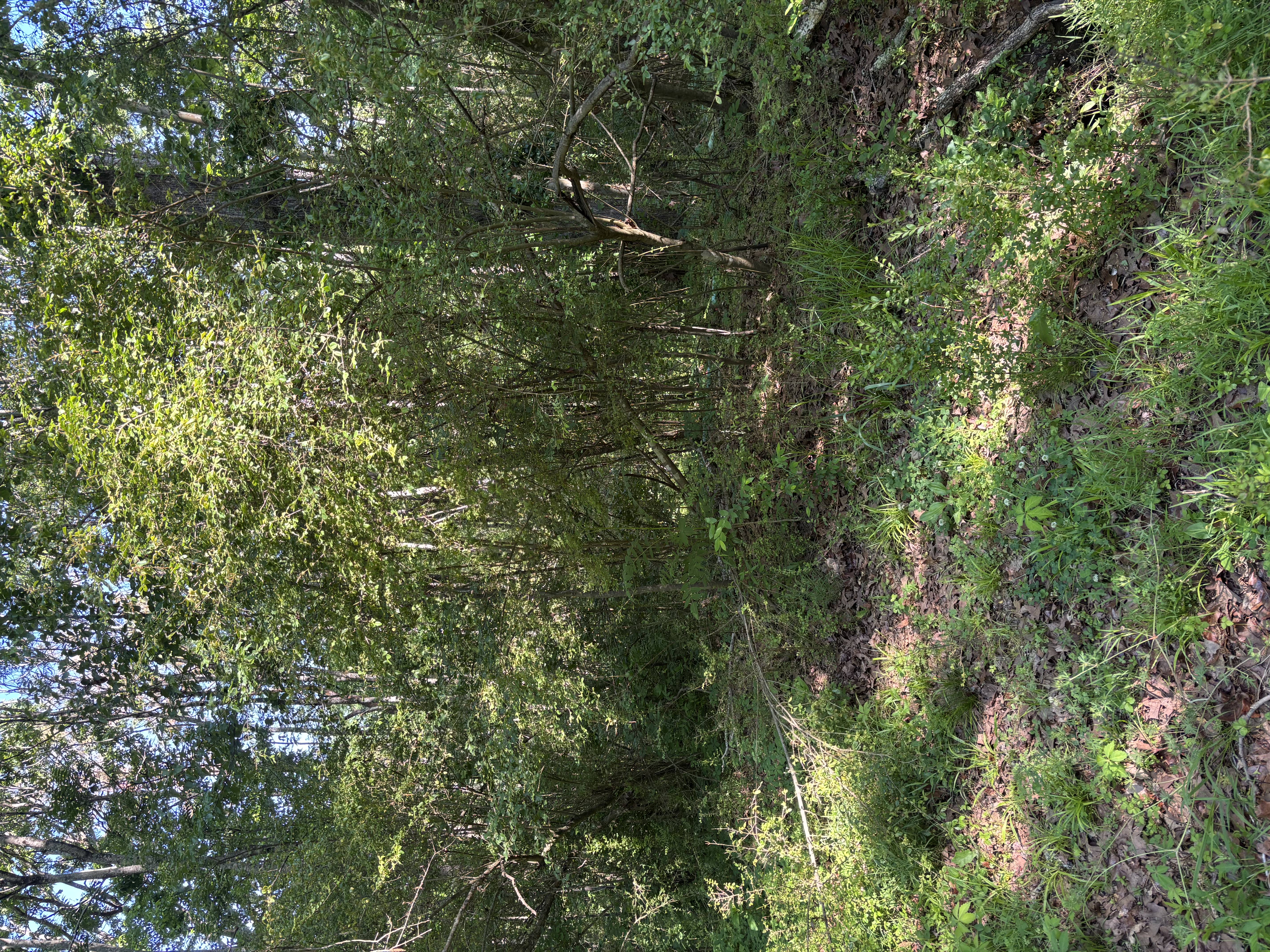 Overgrown tree line before forestry mulching western Tennessee